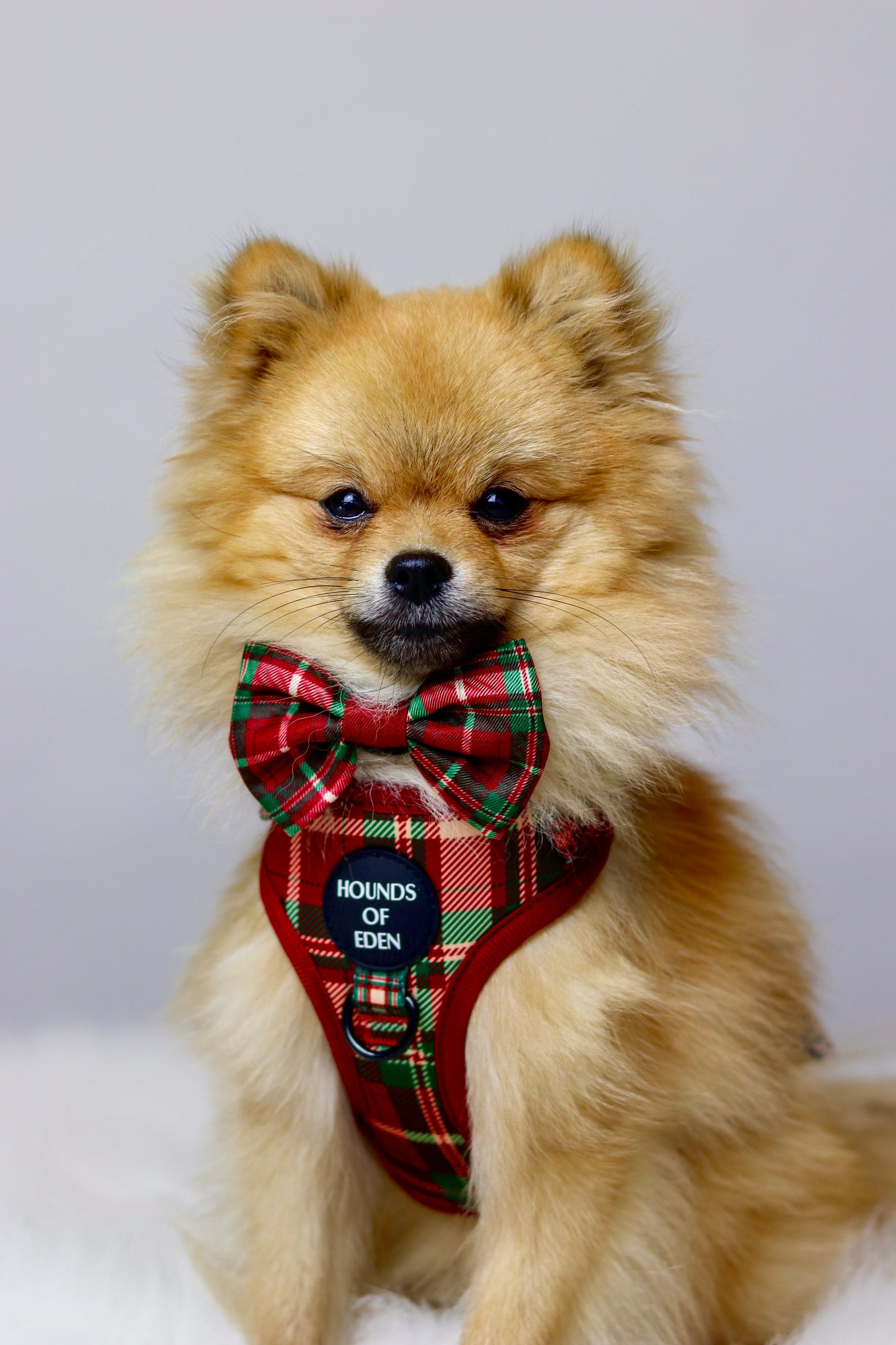 Tartan Me Up - Red & Cream Tartan Design Dog Harness