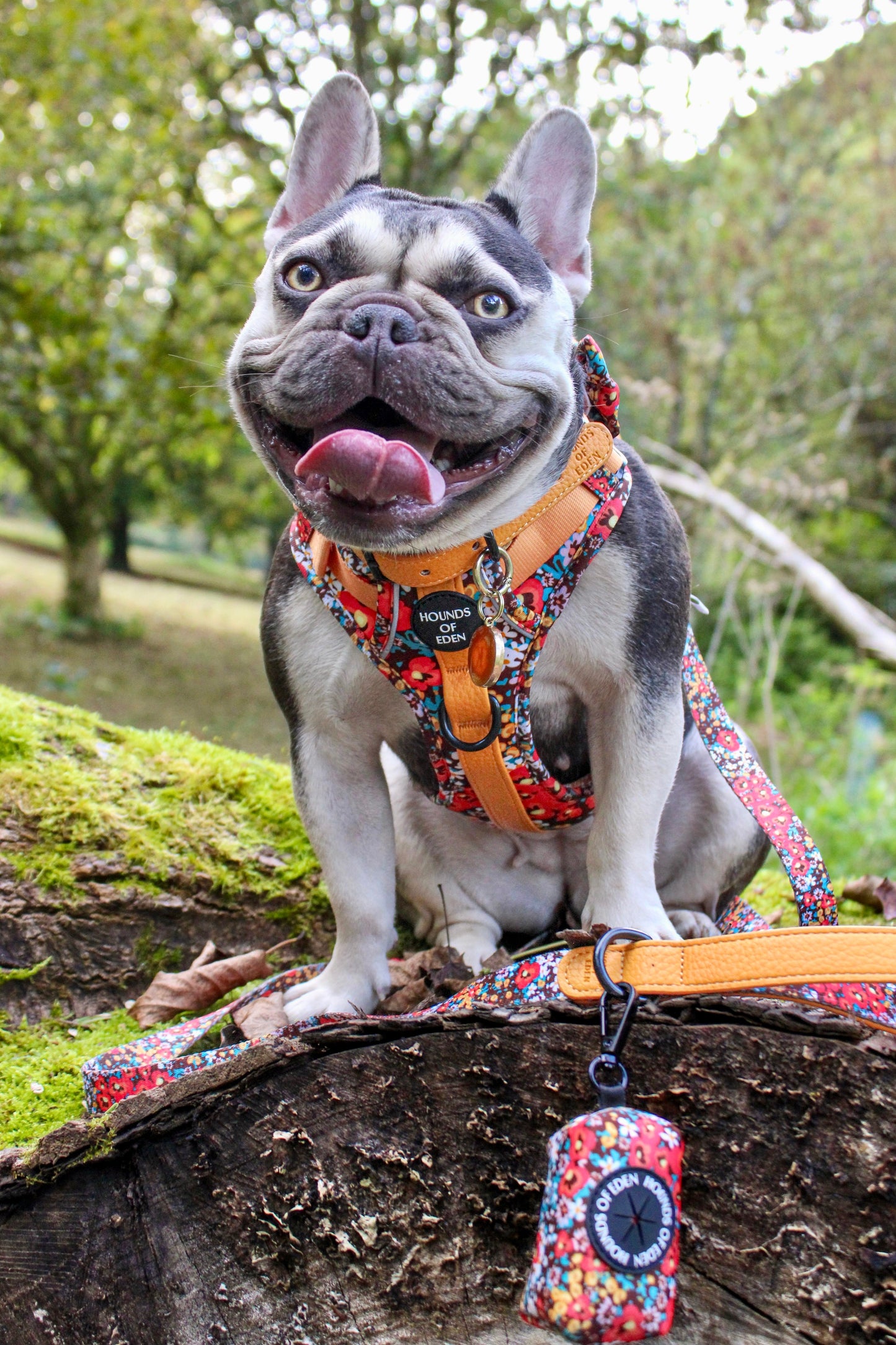 Retro Bloom Leather Dog Collar