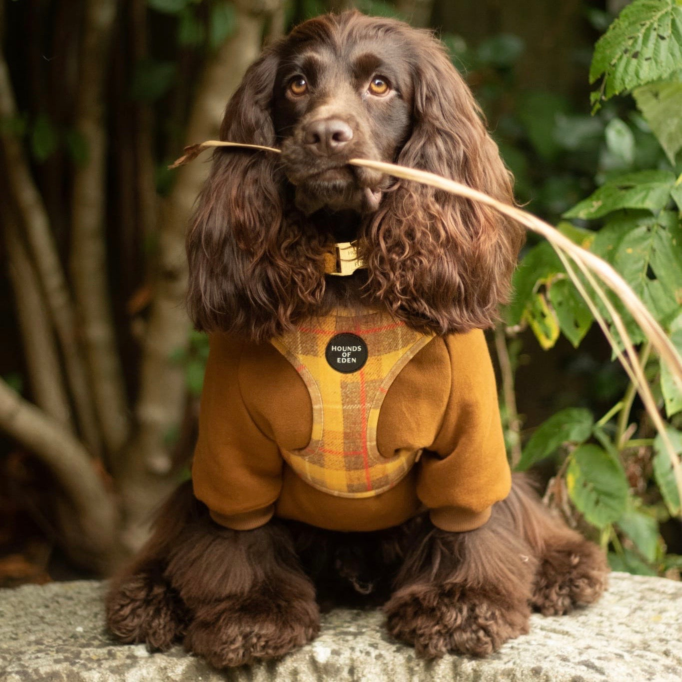 Dog Hoodie - Dark Blue