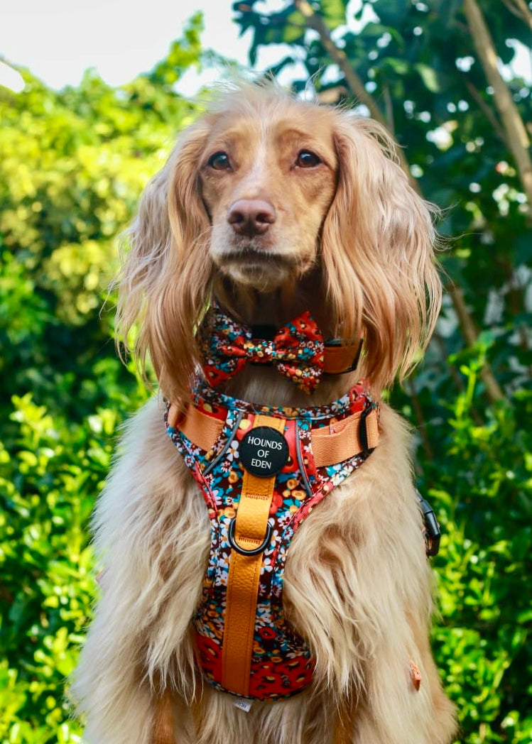 Retro BloomDesign Dog Bow Tie