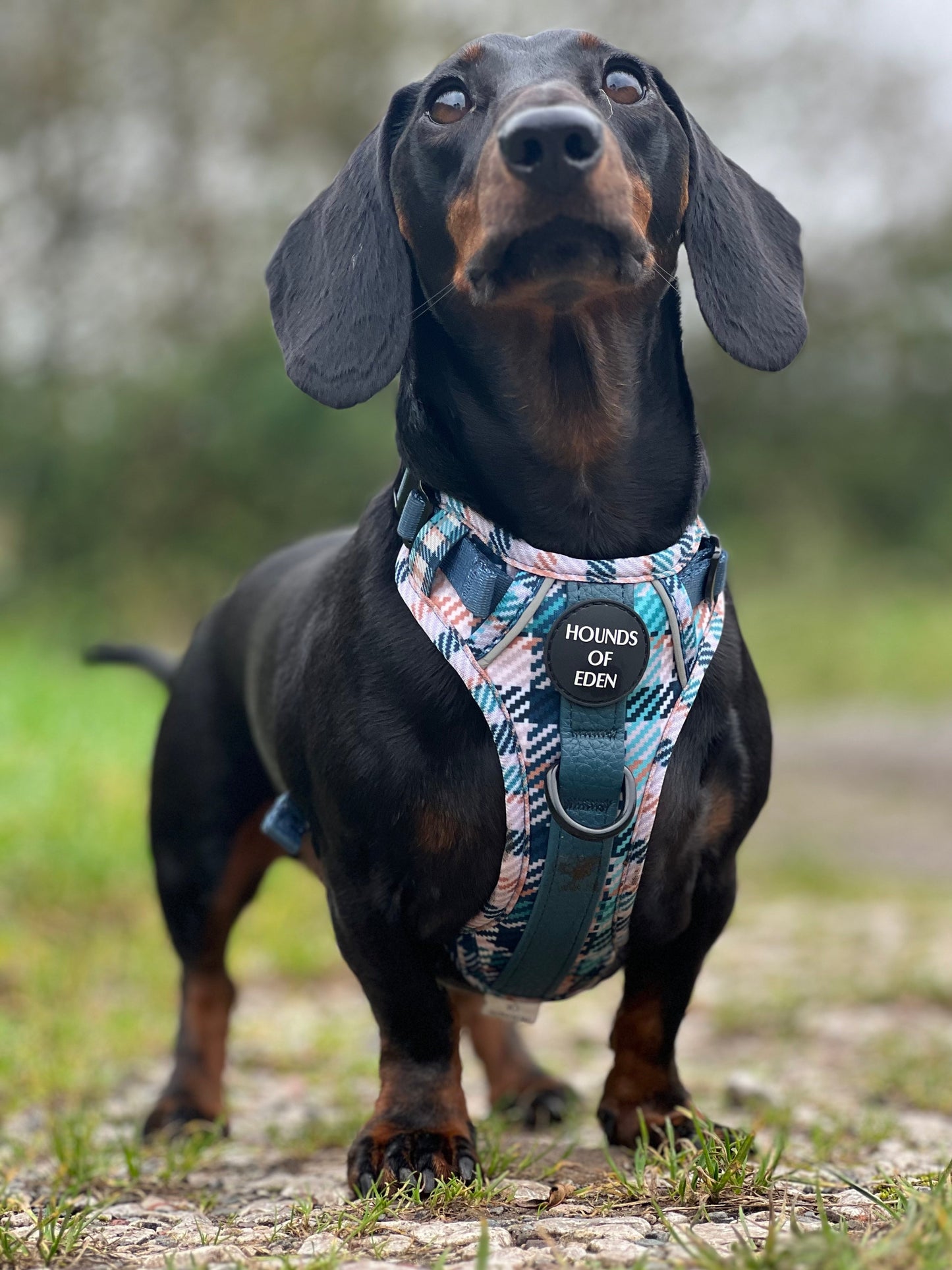 Tealing Smart Leather Dog Collar