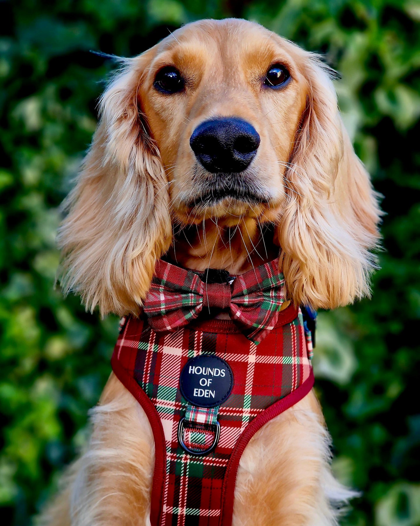 Tartan Me Up - Red & Cream Tartan Design Dog Harness