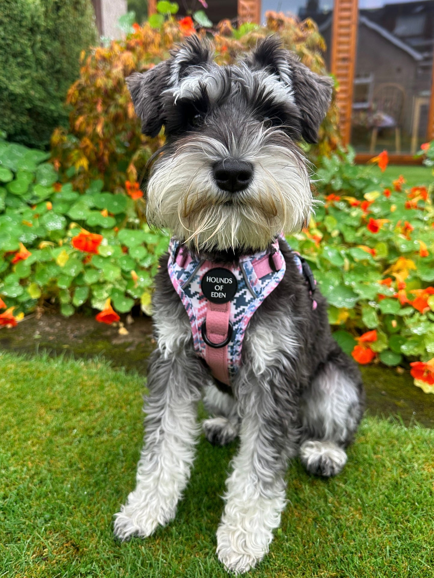 Pink Houndstooth Leather Dog Collar