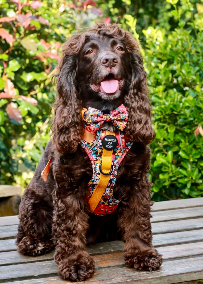 Retro Bloom Leather Dog Collar