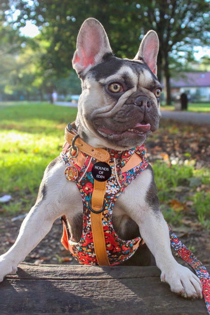 Retro Bloom Leather Dog Collar