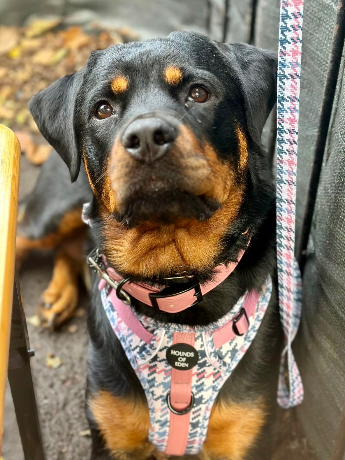 Pink Houndstooth Leather Dog Collar