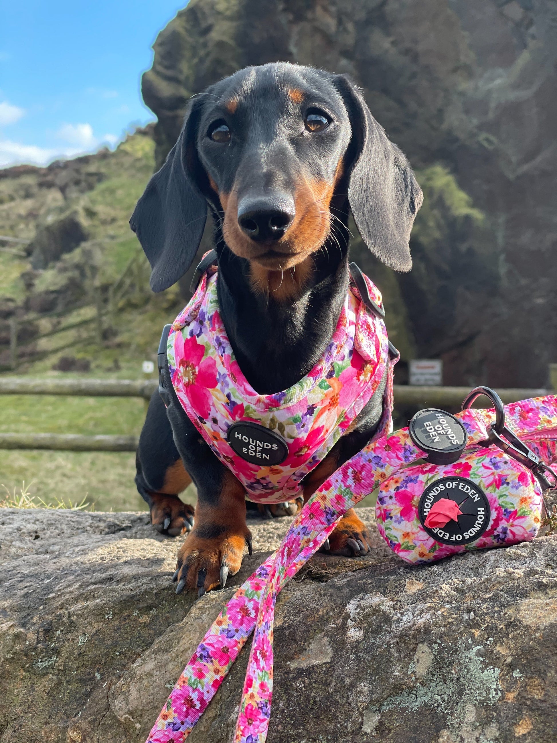 'Florentina' - Floral Dog Collar