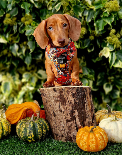 Retro Bloom Leather Dog Collar