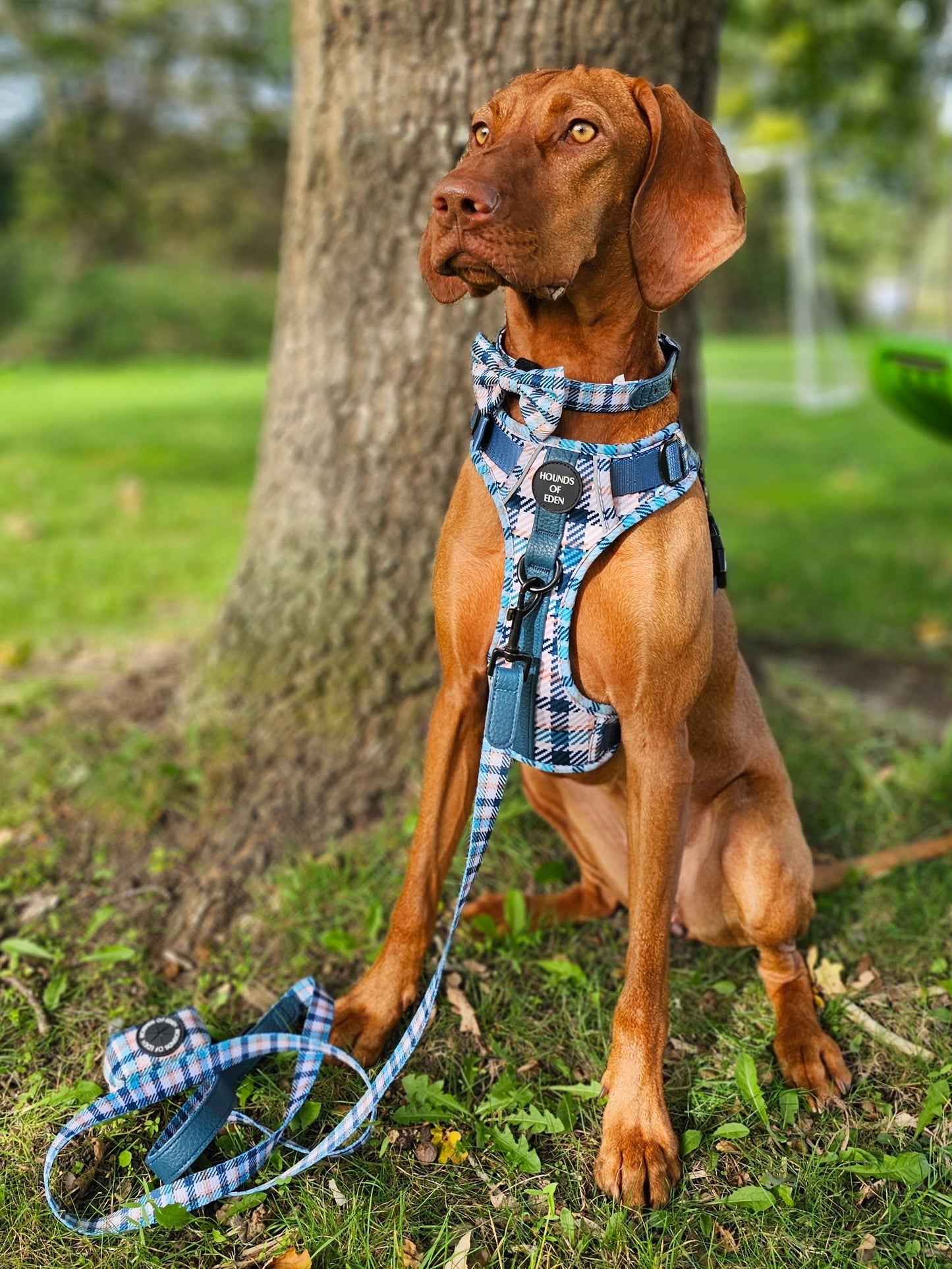 Tealing Smart Leather Dog Collar