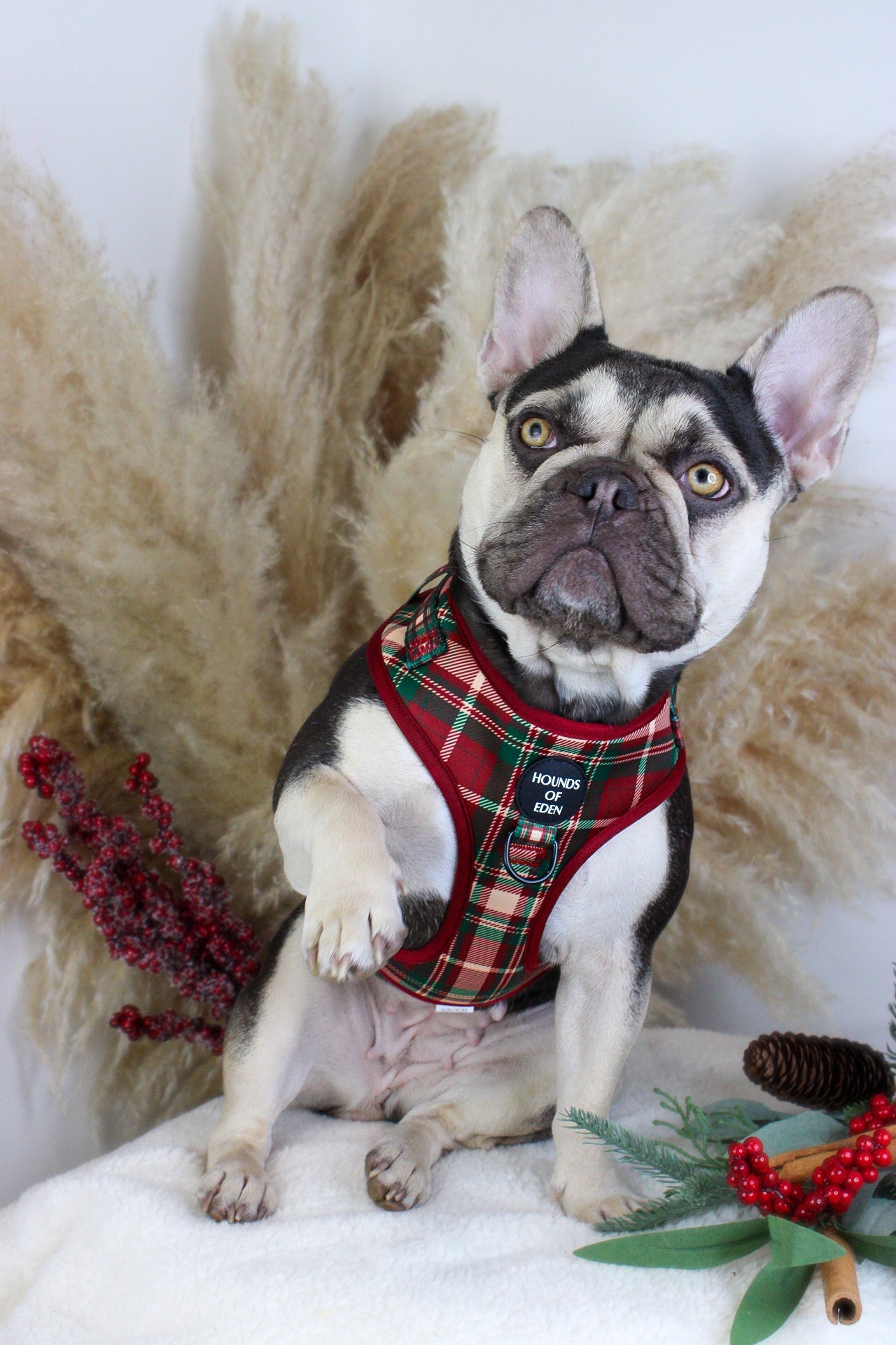 Tartan Me Up - Red & Cream Tartan Design Dog Harness