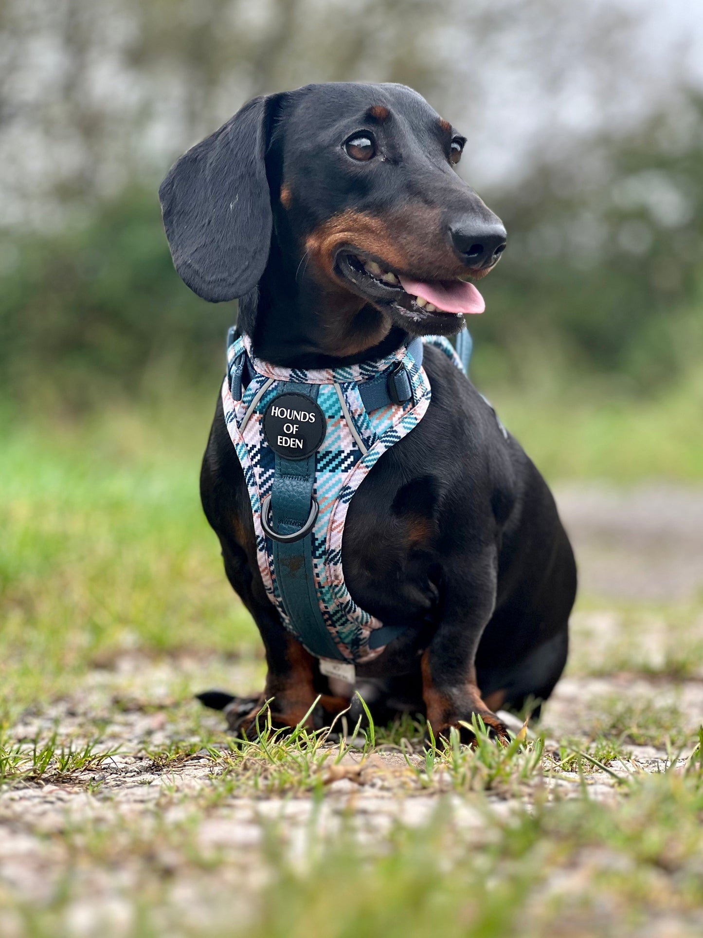 Tealing Smart Leather Dog Collar