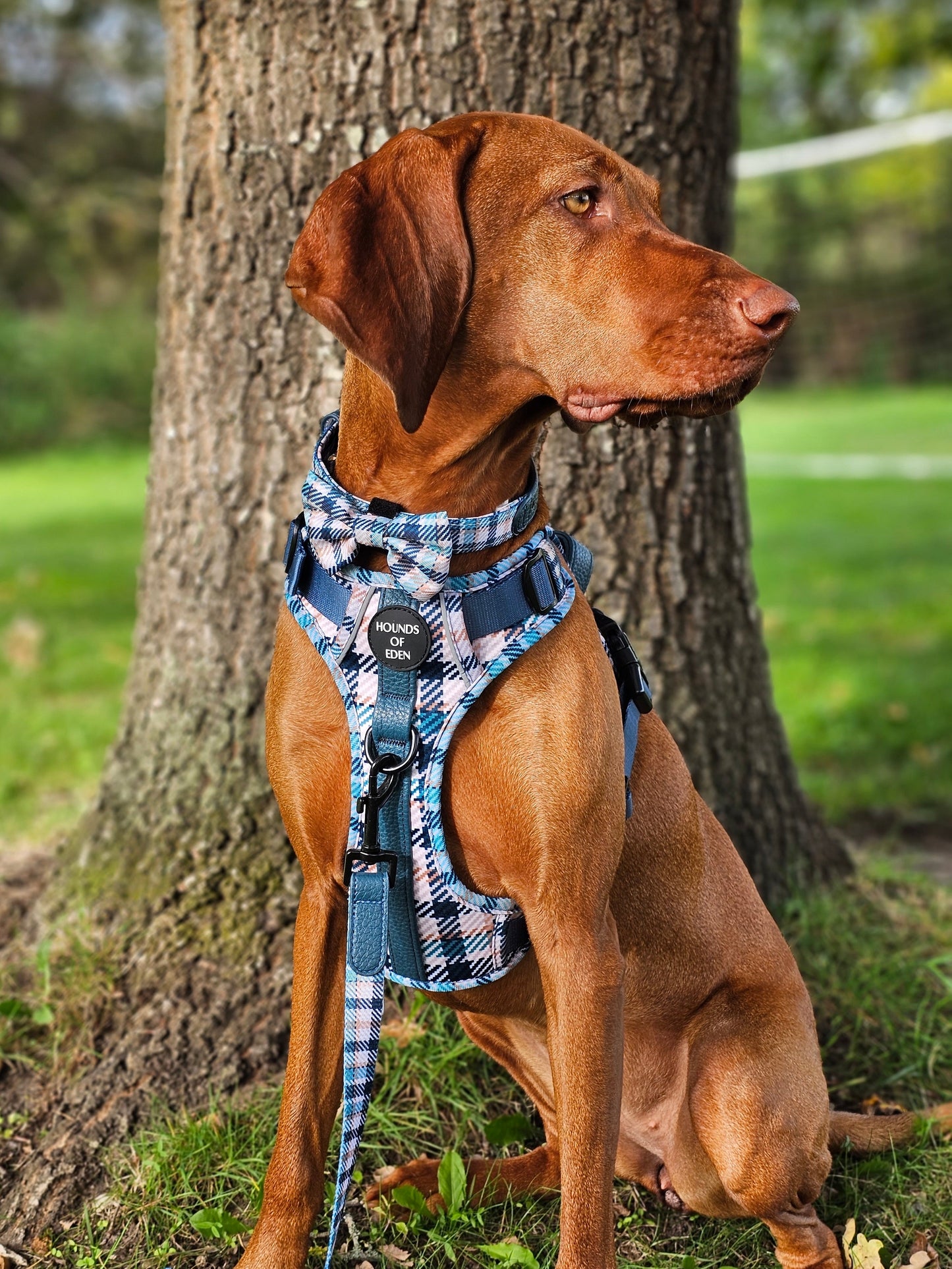 Tealing Smart Leather Dog Collar