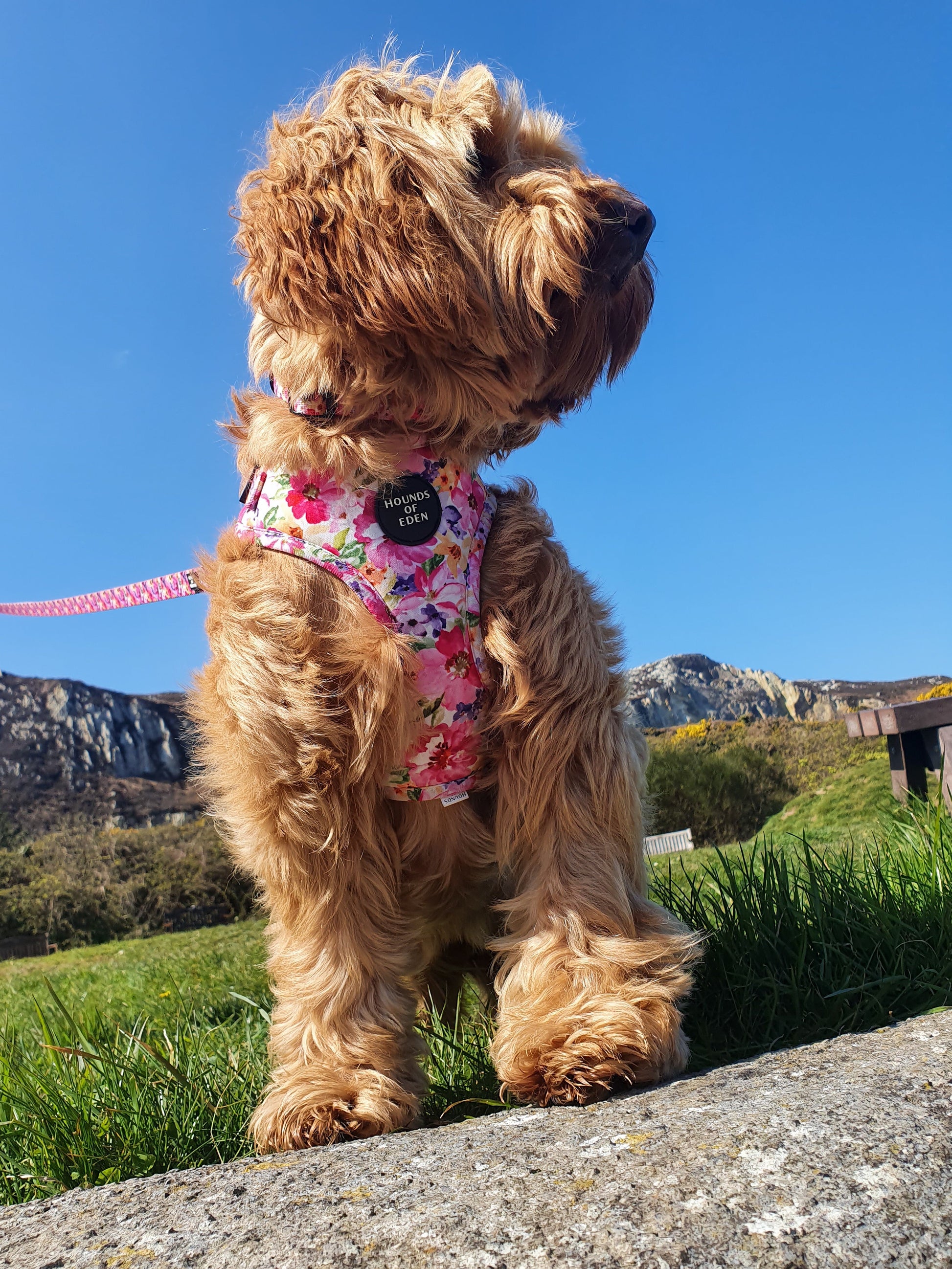 'Florentina' - Floral Dog Harness