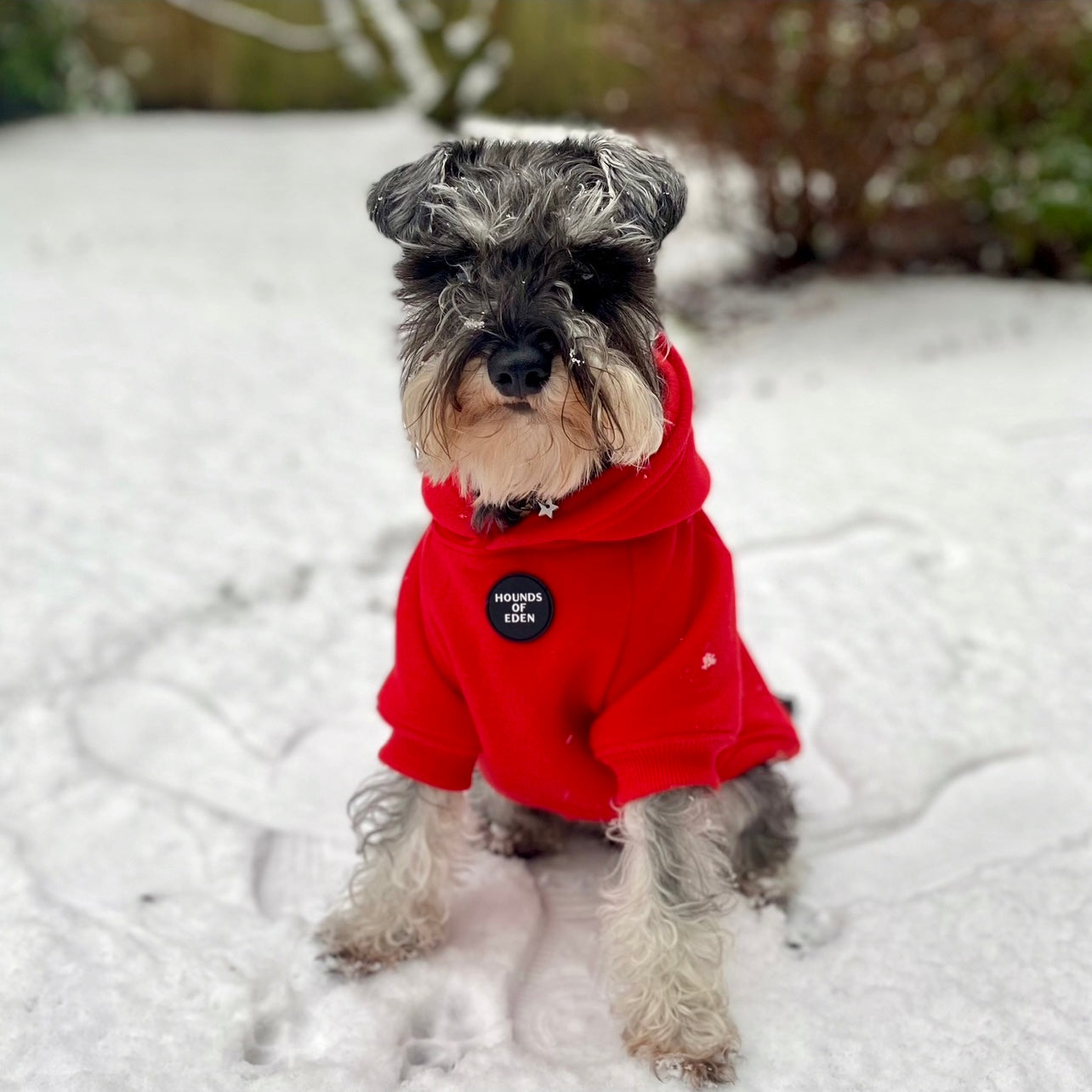 Dog Hoodie - Red