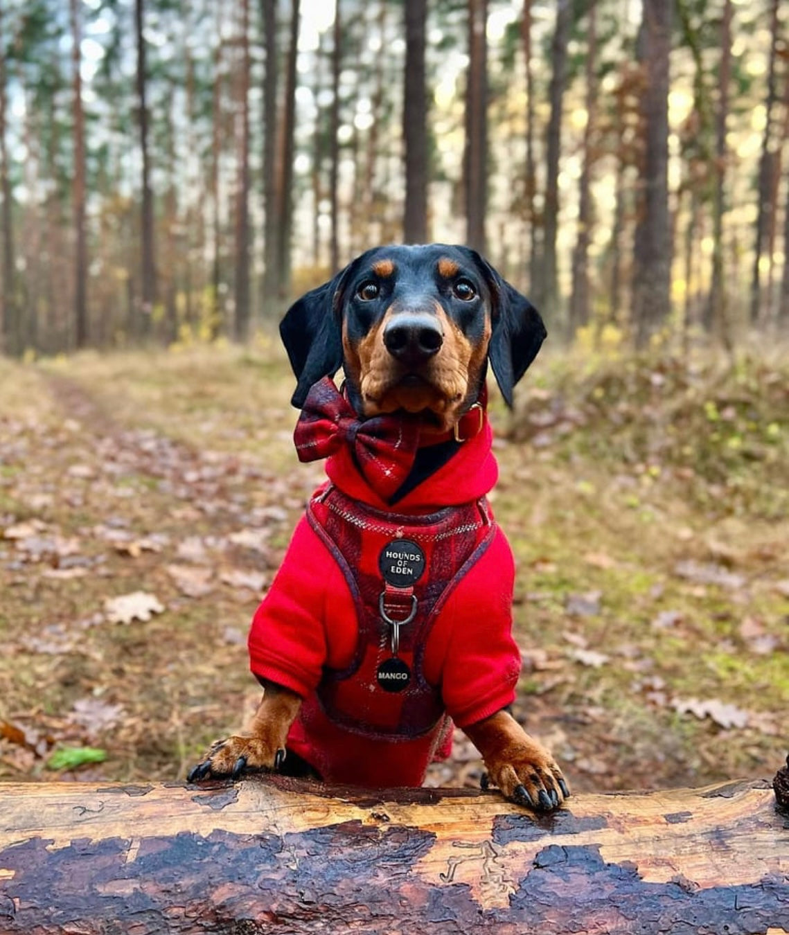 Dog Hoodie - Red