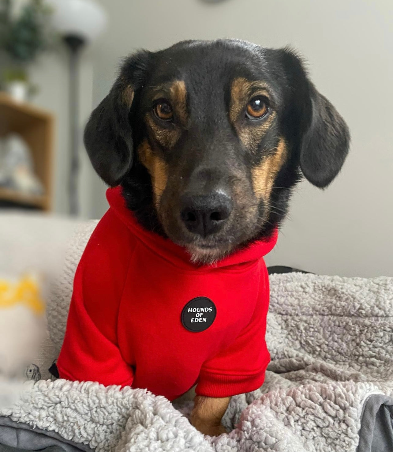 Dog Hoodie - Red