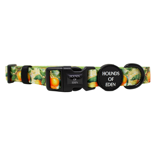 Simply the Zest - Oranges Dog Collar