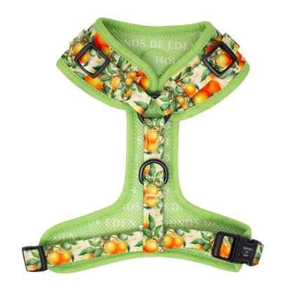 Simply the Zest - Oranges Dog Harness