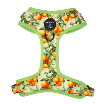 Simply the Zest - Oranges Dog Harness