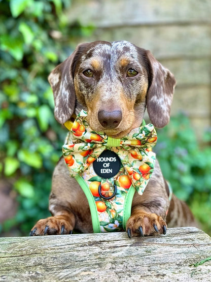 Simply the Zest - Oranges Dog Sailor Bow Tie