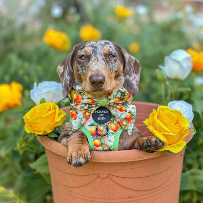 Simply the Zest - Oranges Dog Harness