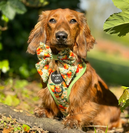 Simply the Zest - Oranges Dog Sailor Bow Tie