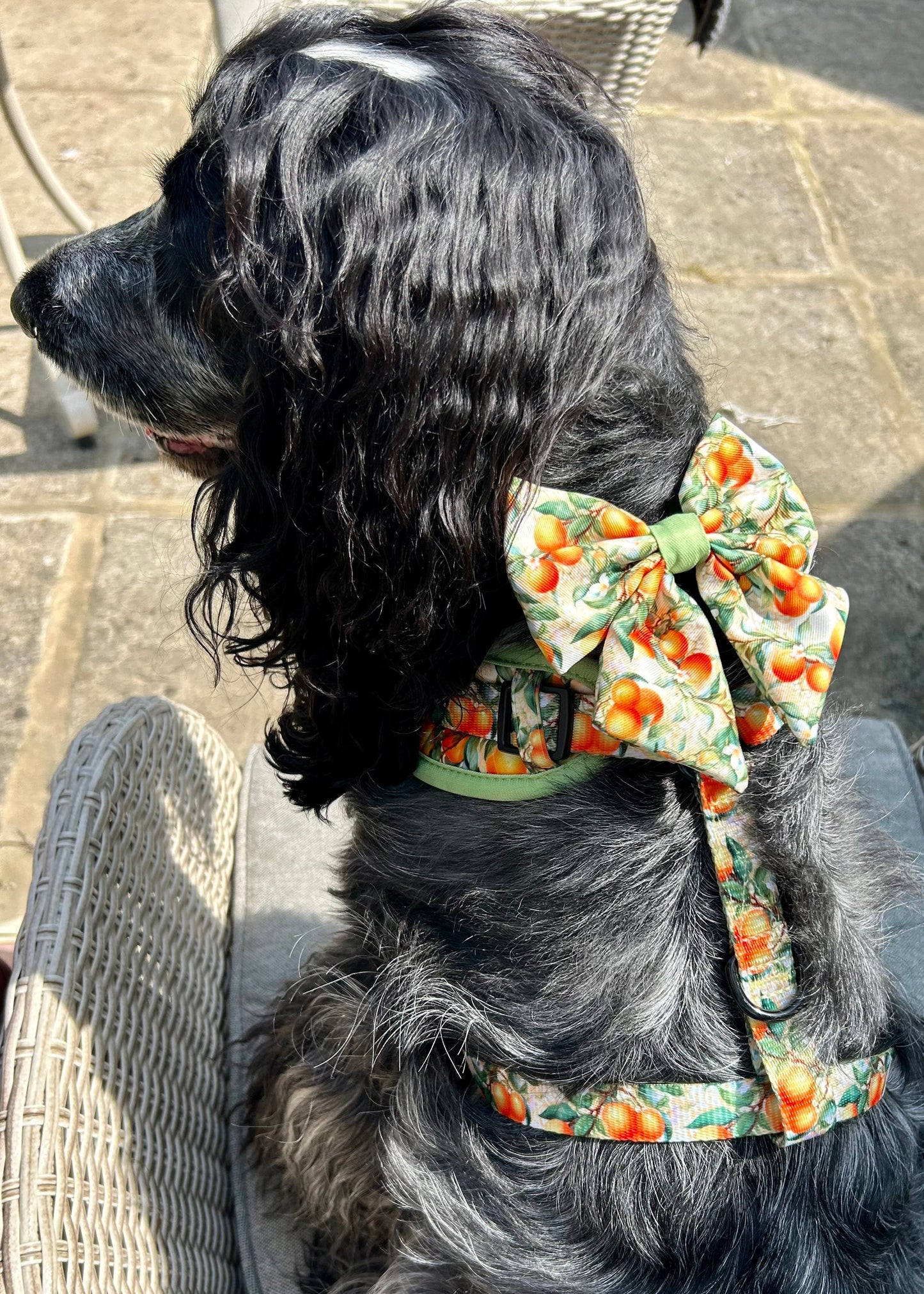 Simply the Zest - Oranges Dog Sailor Bow Tie