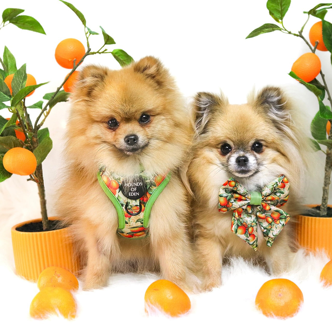 Simply the Zest - Oranges Dog Harness