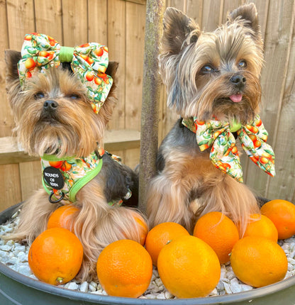 Simply the Zest - Oranges Dog Sailor Bow Tie