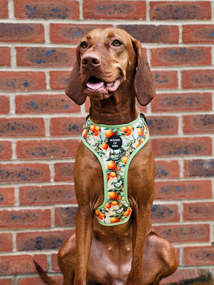 Simply the Zest - Oranges Dog Collar