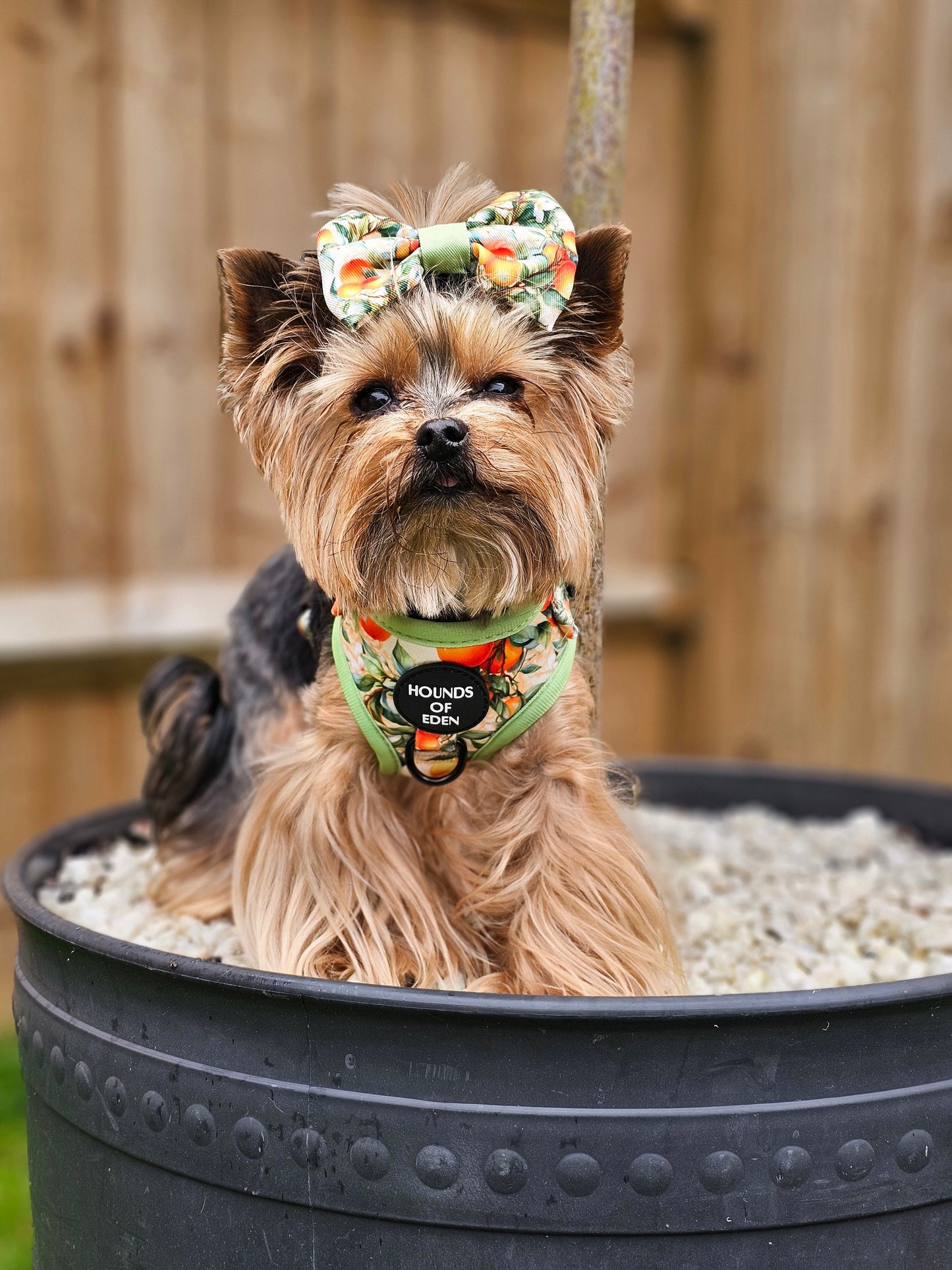 Simply the Zest - Oranges Dog Bow Tie