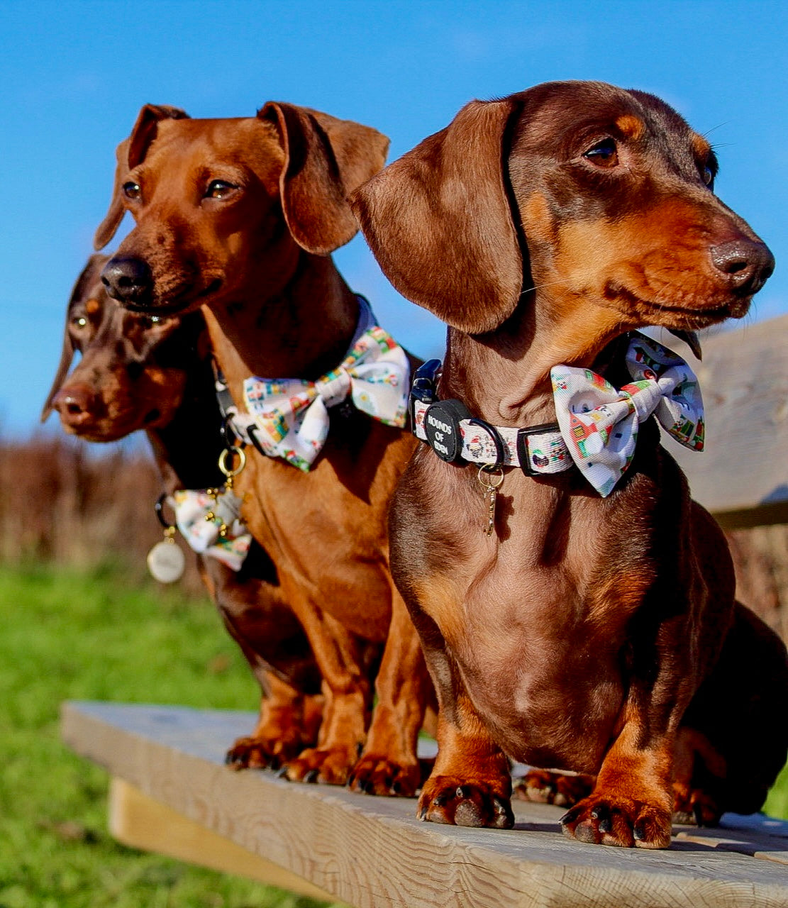 Doggy in the Window Design Dog Bow Tie