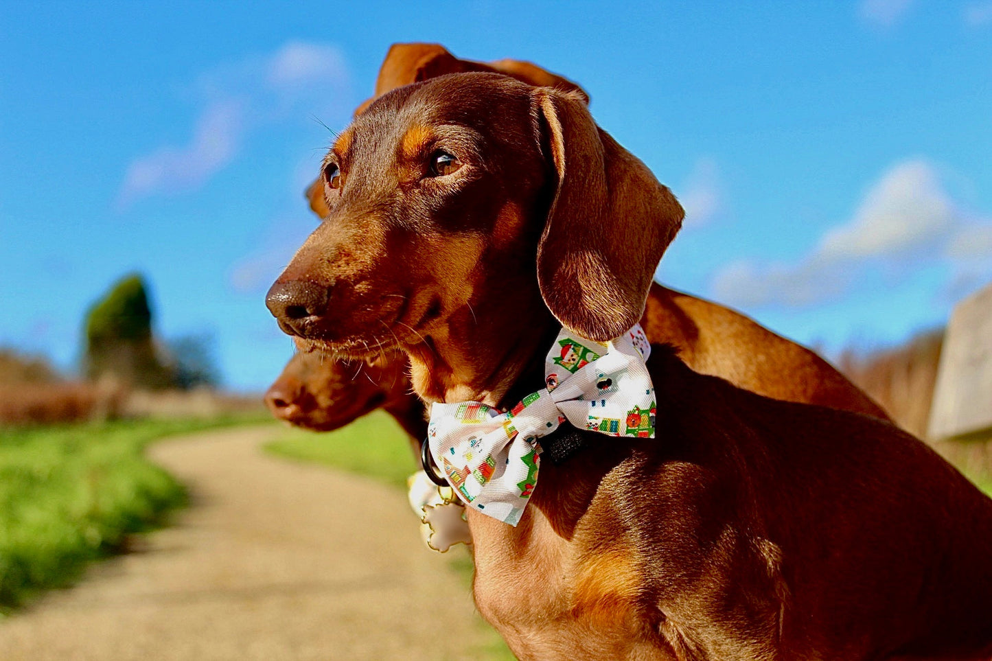 Doggy in the Window Design Dog Bow Tie