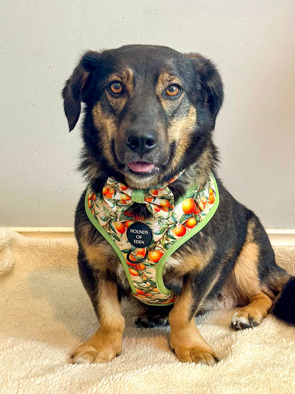 Simply the Zest - Oranges Dog Harness