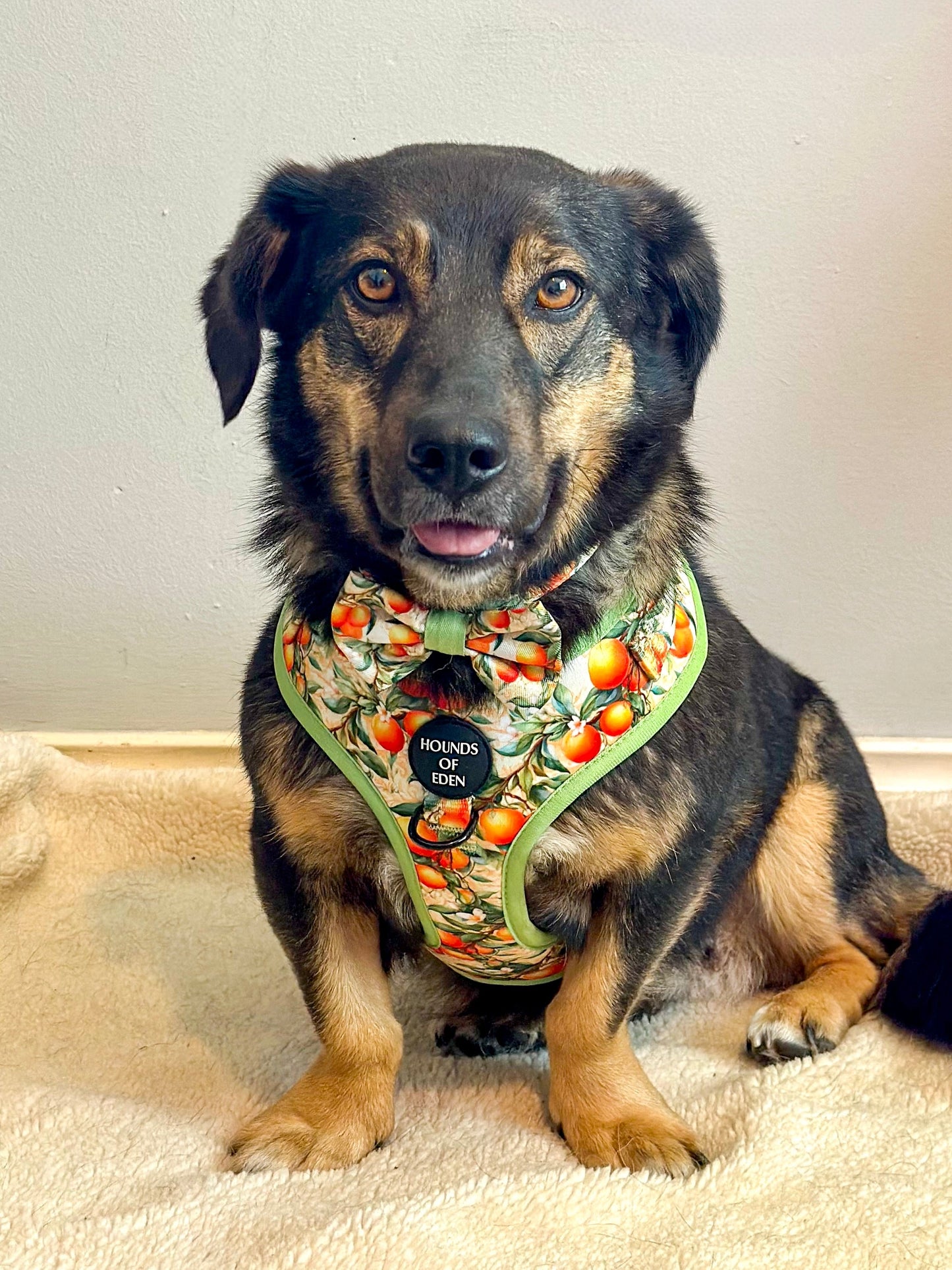 Simply the Zest - Oranges Poop/Treat Bag Holder