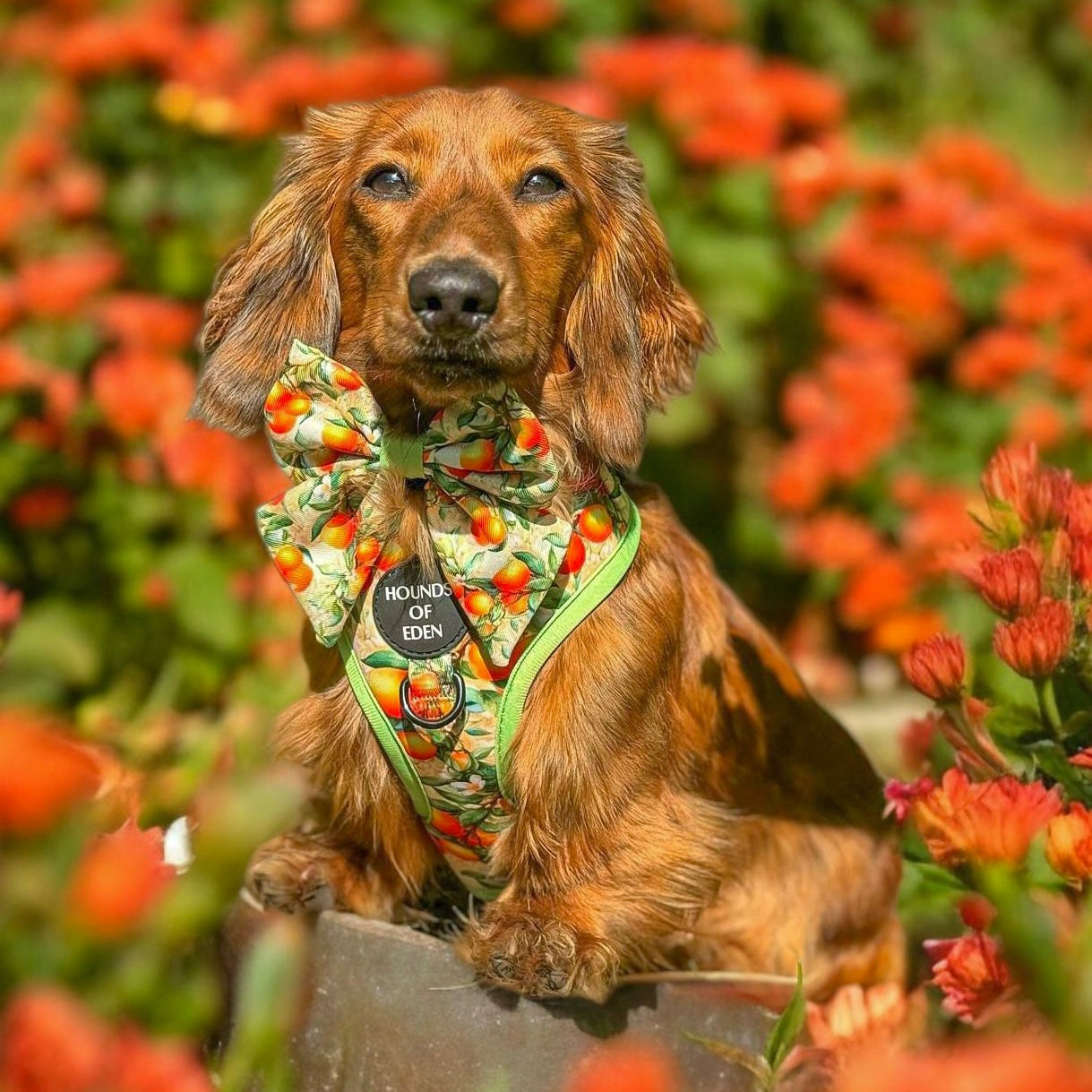 Simply the Zest - Oranges Dog Harness