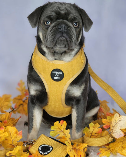 Mustard Yellow Corduroy Harness