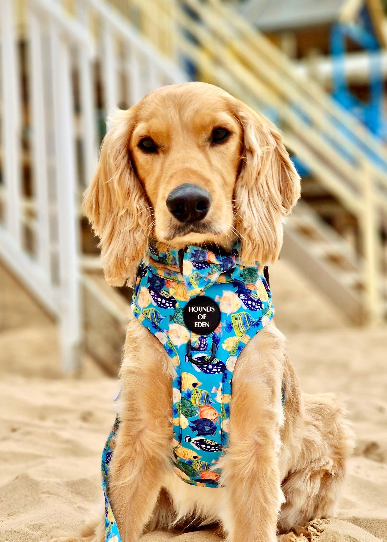 Under The Sea Design Dog Harness