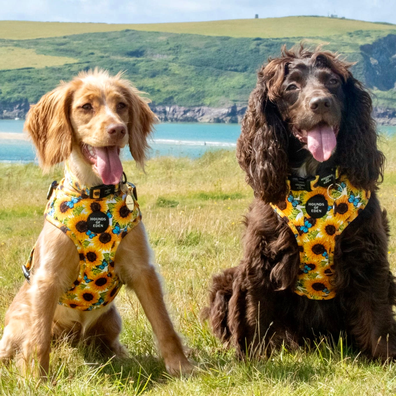 Sunflower Flutter - Yellow and Blue Butterfly Dog Harness