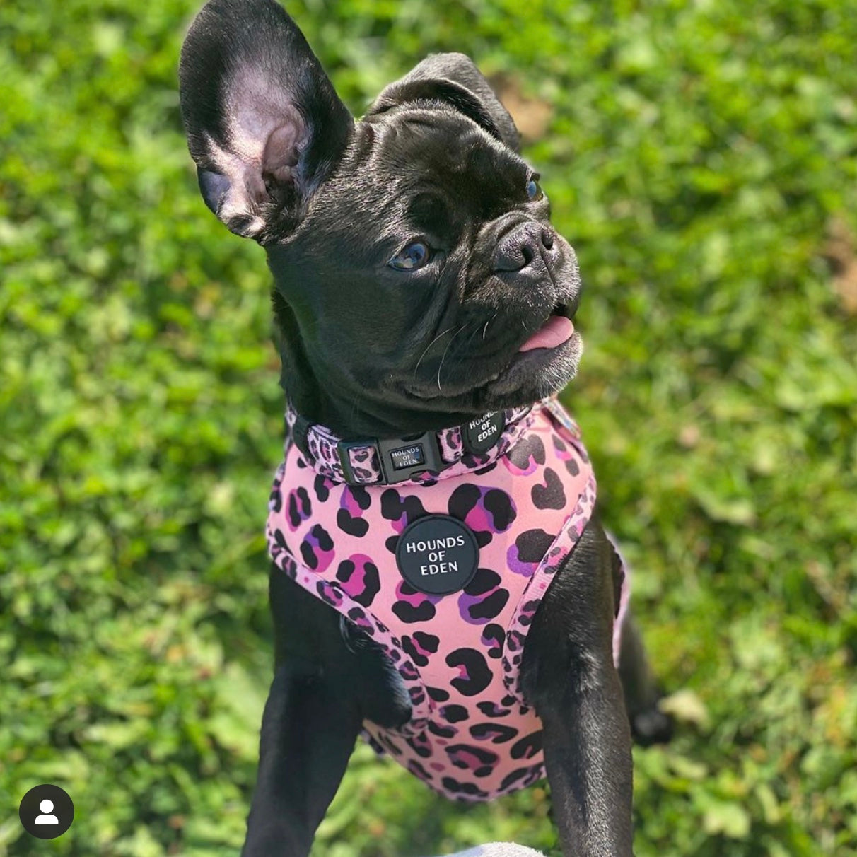 'Blushing Leopard' - Pink Dog Harness