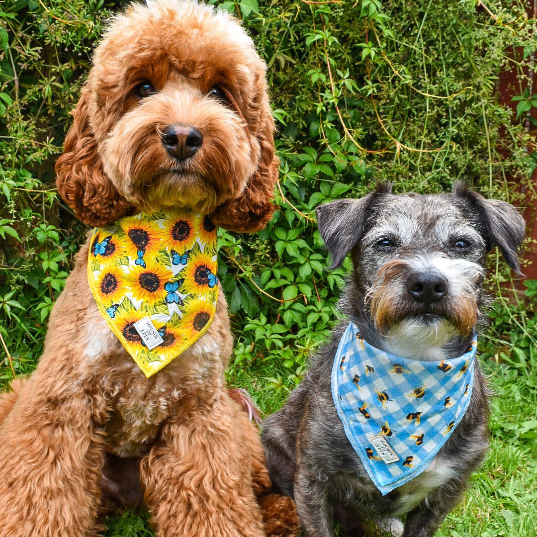 Sunflower Flutter - Yellow and Blue Butterfly Dog Harness