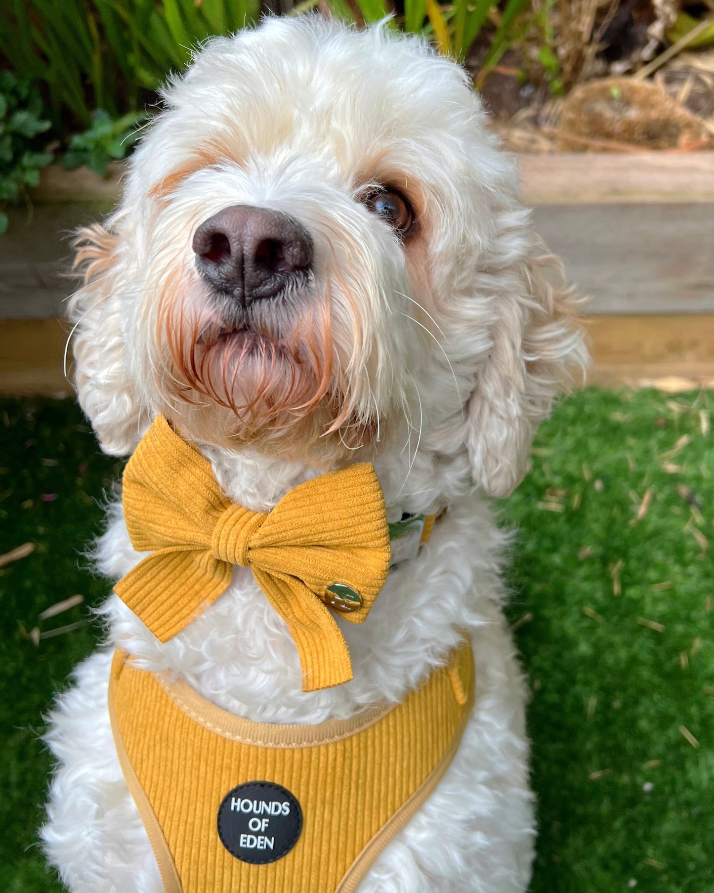 Mustard Yellow Corduroy Harness