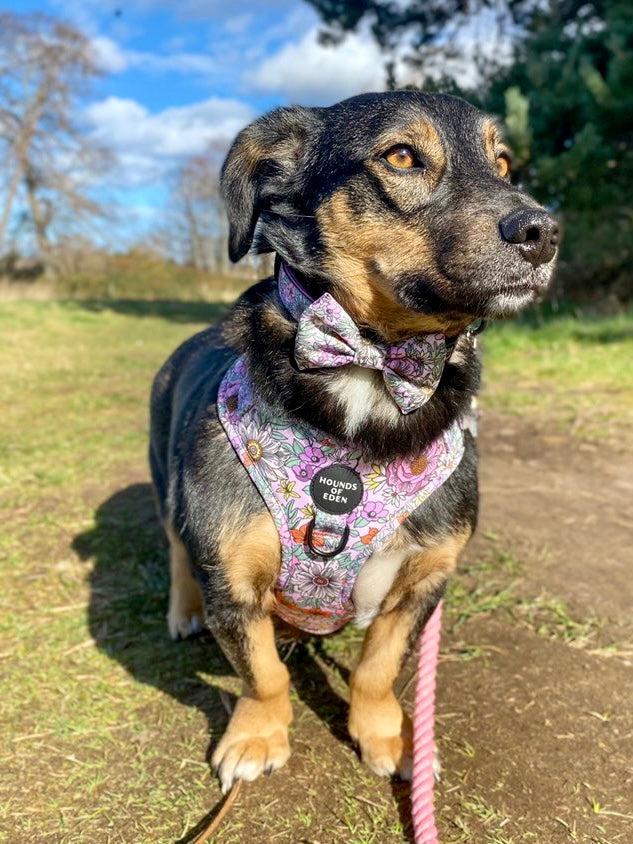 Wild Blossom - Design Dog Bow Tie