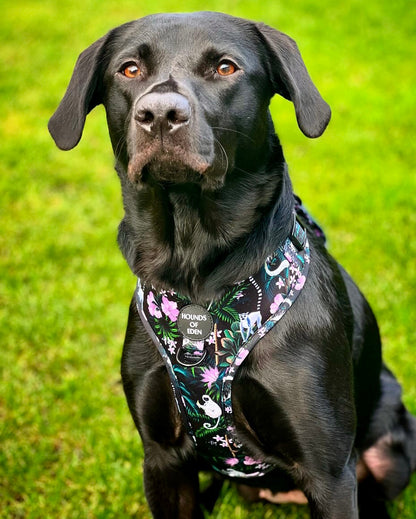 Midnight Madagascar Design Dog Harness