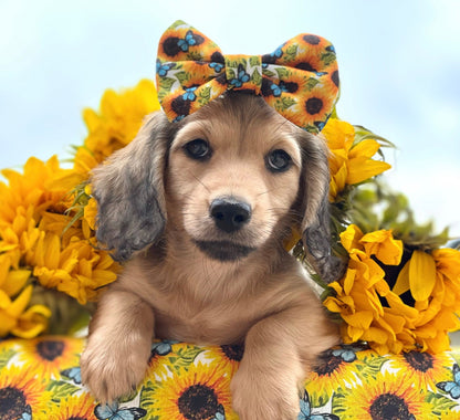 Sunflower Flutter - Yellow and Blue Butterfly Dog Harness