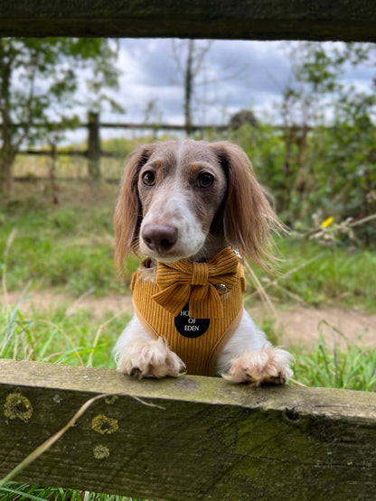 Mustard Yellow Corduroy Harness