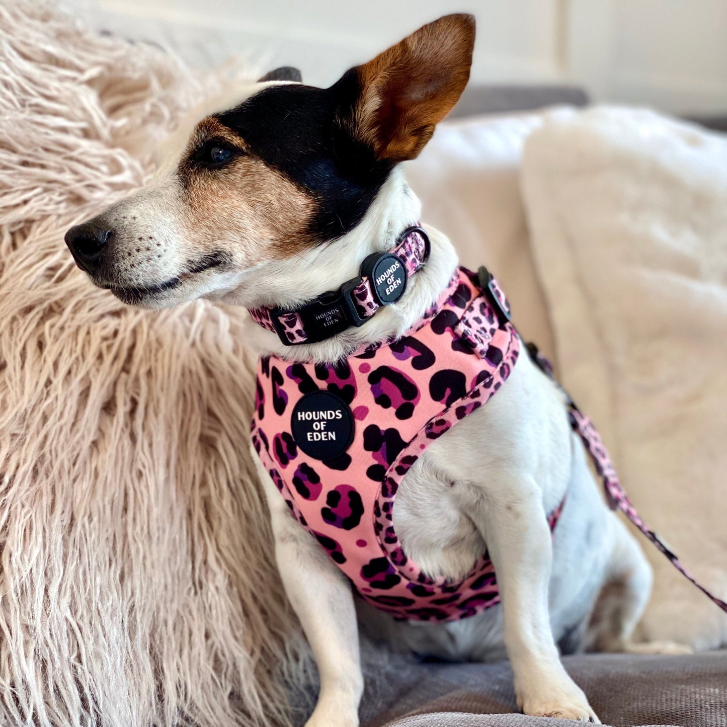 'Blushing Leopard' - Pink Dog Harness