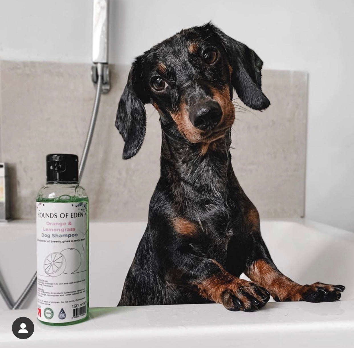 Orange and Lemongrass Dog Shampoo