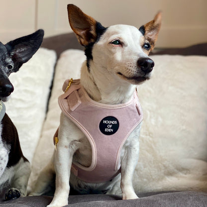 Pure Peony - Pink Velvet Dog Harness with Gold Metal Hardware