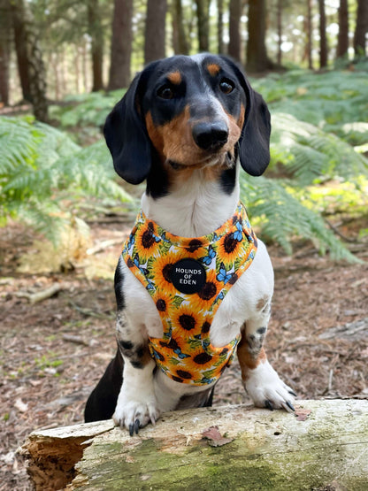 Sunflower Flutter - Yellow and Blue Butterfly Dog Harness